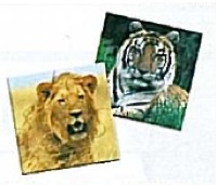 5049-5045-PUZZLE NATURIN - JEU DE SOCIETE...